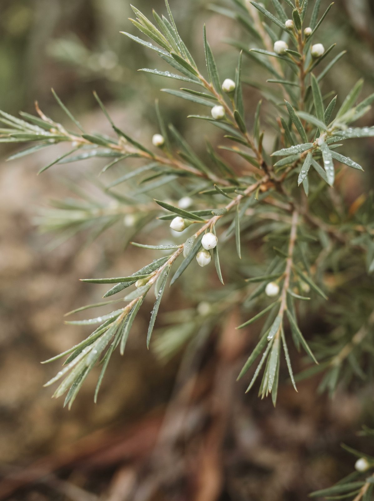 Tea tree
